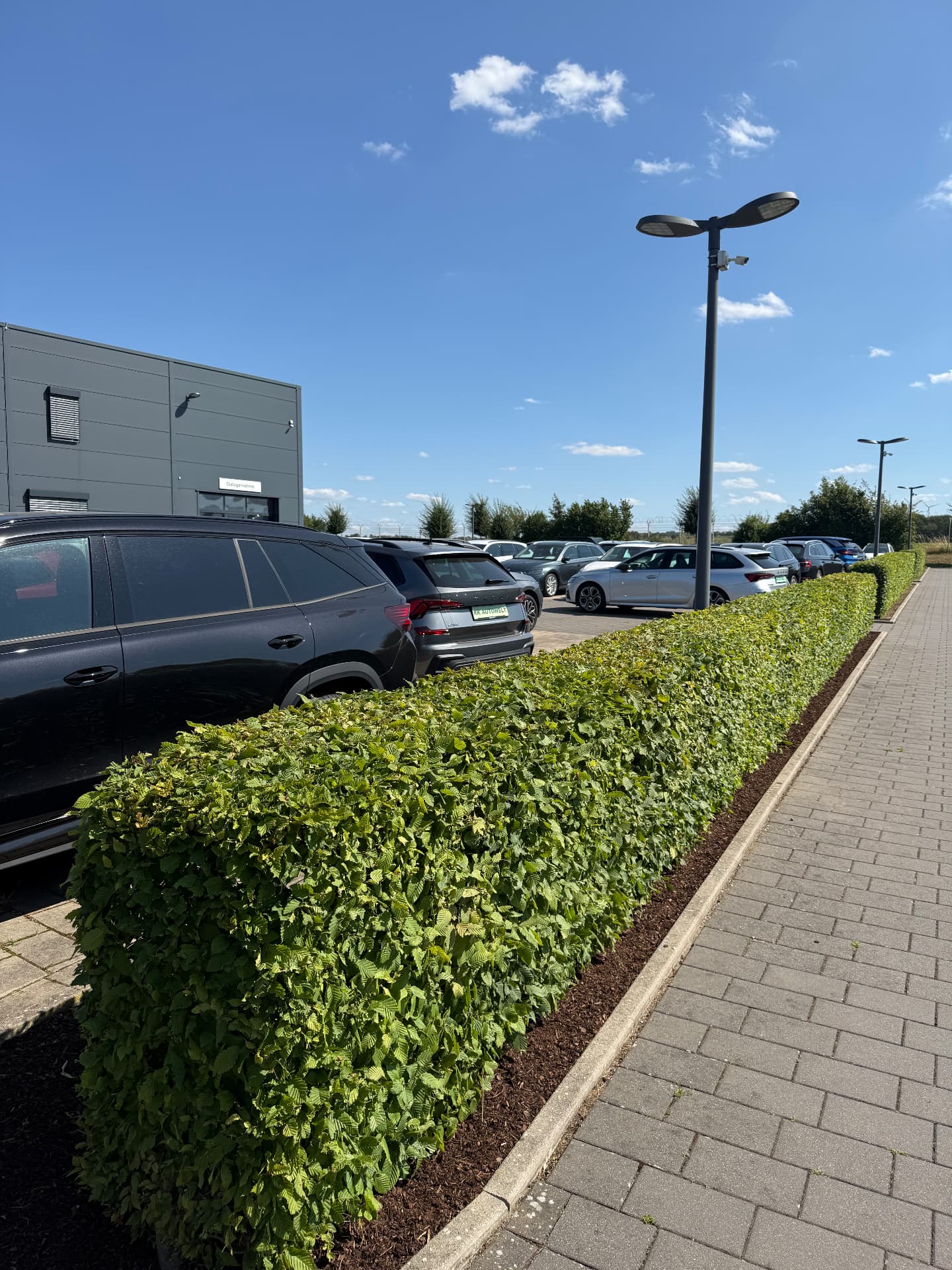 Frisch geschnittene Hainbuchenhecke mit exakter Schnittkante entlang eines Parkplatzes