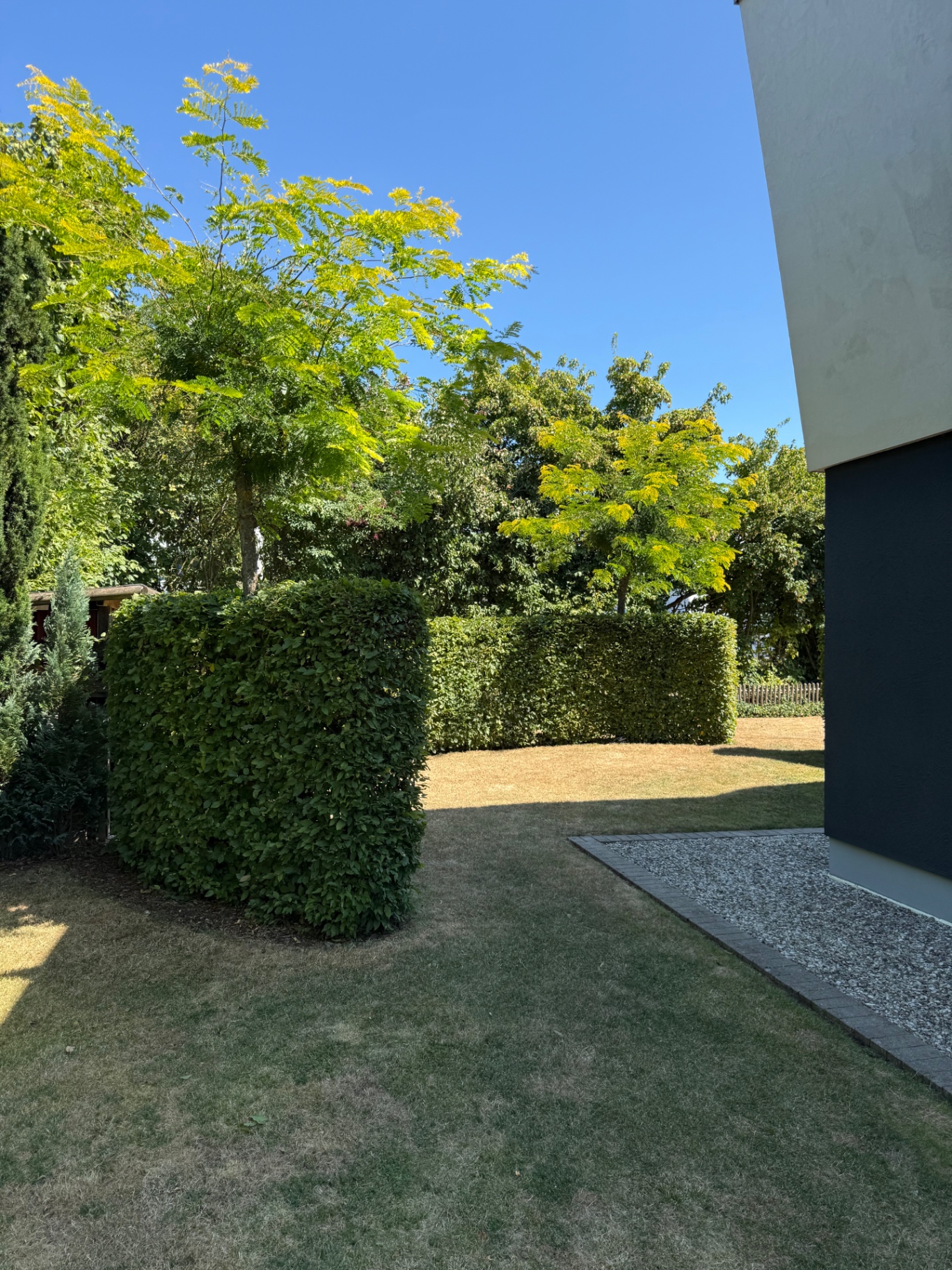 Quaderförmig geschnittene Hainbuchenhecken und Gleditsie in einem gepflegten Privatgarten