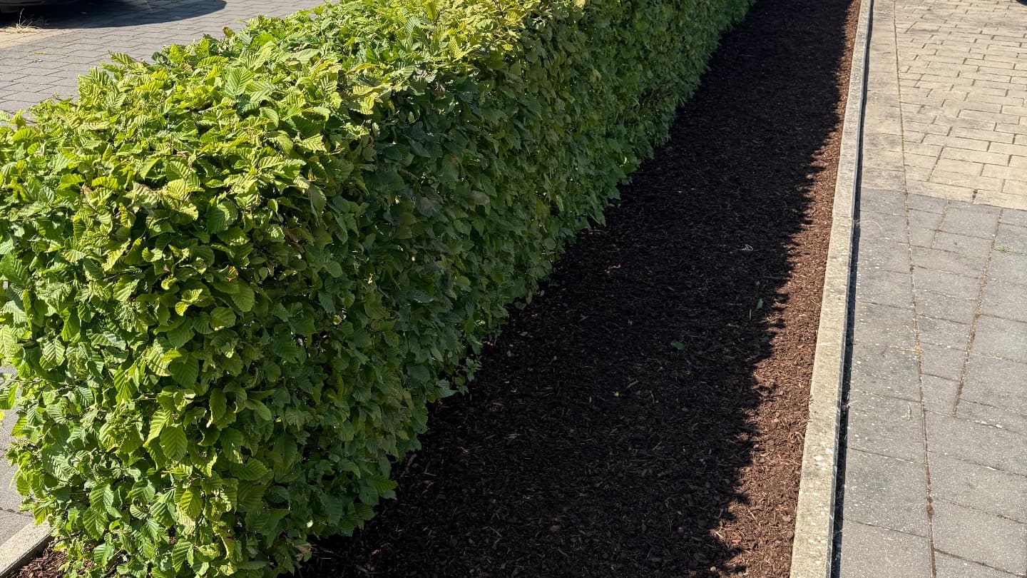 Frisch geschnittene Hainbuchenhecke mit neu aufgebrachtem Rindenmulch auf einer gepflegten Außenanlage