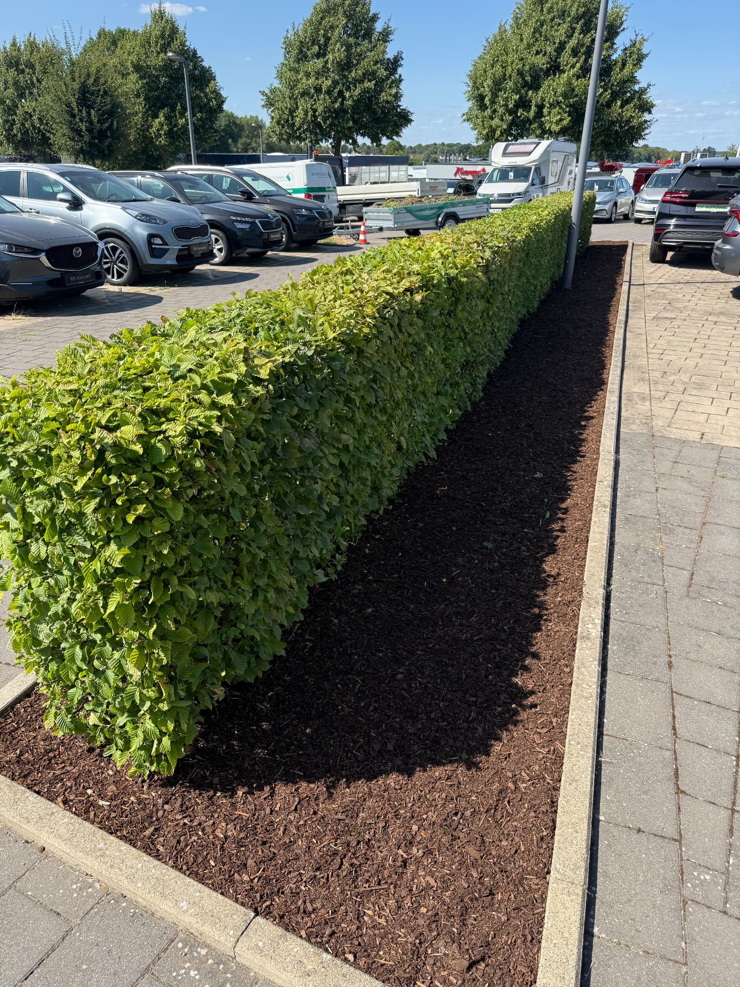 Lang gezogene Hainbuchenhecke mit frisch aufgebrachtem Rindenmulch im Pflanzstreifen